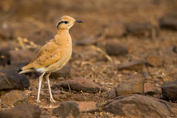 Renvogel; Cursorius cursor; Cream-coloured Courser