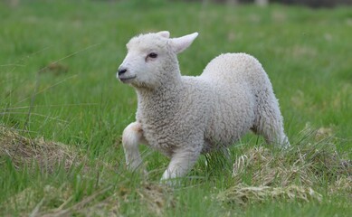 Lamm Schaf  