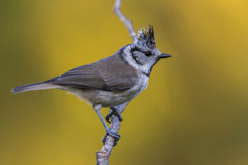 Kuifmees; Crested Tit; Lophophanes cristatus