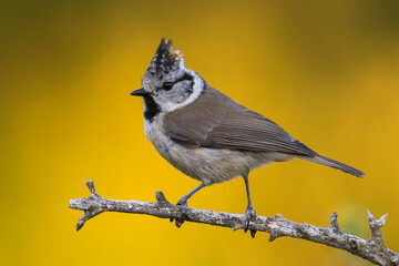 Kuifmees; Crested Tit; Lophophanes cristatus