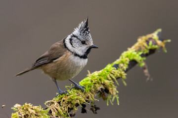 Kuifmees  Crested Tit  Lophophanes cristatus © AGAMI