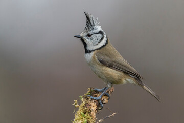 Kuifmees  Crested Tit  Lophophanes cristatus © AGAMI