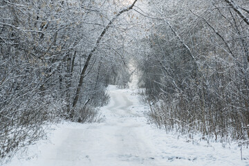 Winter landscape tree branches covered with frost