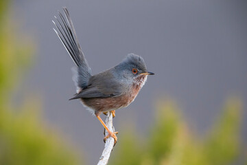 Obraz premium Provencaalse Grasmus; Dartford Warbler; Sylvia undata