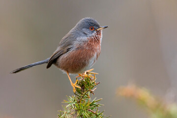 Provencaalse Grasmus; Dartford Warbler; Sylvia undata