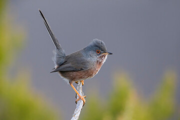 Provencaalse Grasmus; Dartford Warbler; Sylvia undata