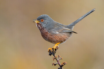 Provencaalse Grasmus; Dartford Warbler; Sylvia undata