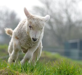 Lamm Schaf  