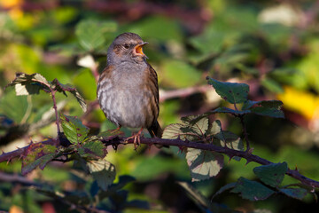 Heggemus; Dunnock; Prunella modularis