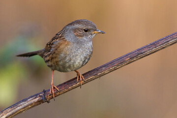 Heggemus; Dunnock; Prunella modularis
