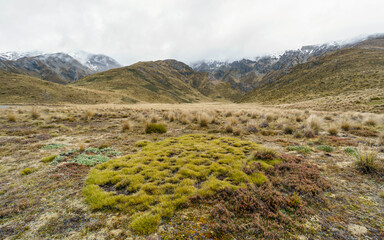 tussock landscape South Island new Zealand, Danseys Pass