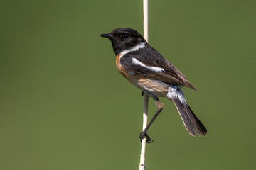 Roodborsttapuit; European Stonechat; Saxicola rubicola