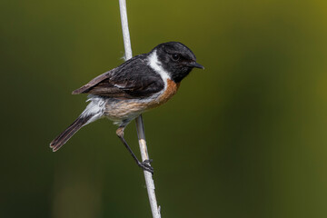 Roodborsttapuit; European Stonechat; Saxicola rubicola