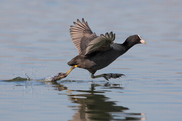 Meerkoet; Eurasian Coot; Fulica atra