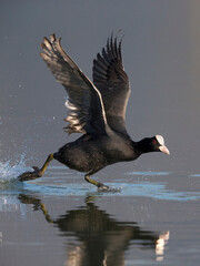 Meerkoet, Eurasian Coot, Fulica atra