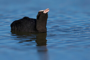 Meerkoet, Eurasian Coot, Fulica atra