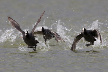 Meerkoet, Eurasian Coot, Fulica atra