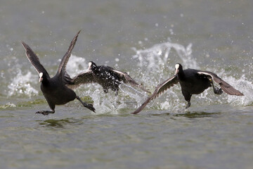 Meerkoet, Eurasian Coot, Fulica atra