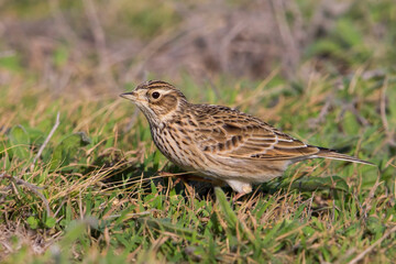 Fototapeta premium Veldleeuwerik; Eurasian Skylark; Alauda arvensis