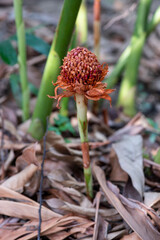Torch Ginger