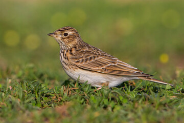 Veldleeuwerik; Eurasian Skylark; Alauda arvensis
