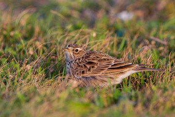 Veldleeuwerik; Eurasian Skylark; Alauda arvensis