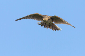 Veldleeuwerik; Eurasian Skylark; Alauda arvensis