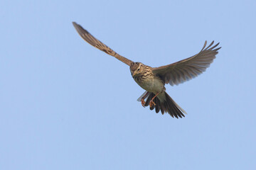 Veldleeuwerik; Eurasian Skylark; Alauda arvensis