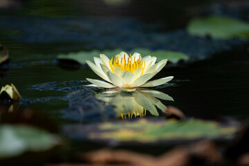 Water Lily