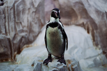 Portrait of cute penguin sitting in enclosure. Seabird looks around.