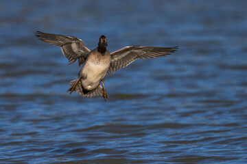 Wintertaling; Eurasian Teal; Anas crecca