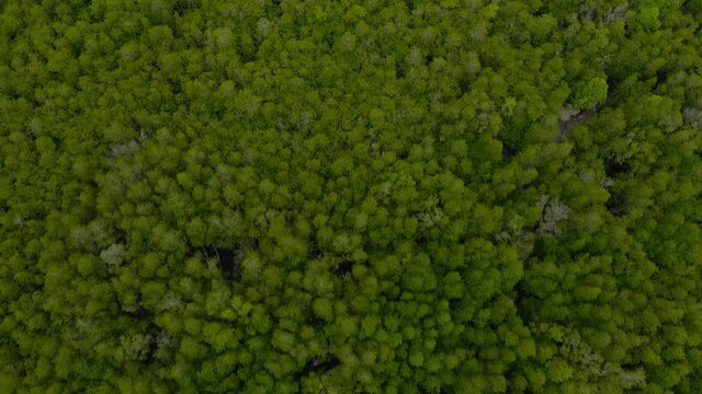 green broccoli background
