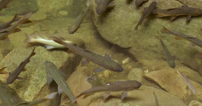 Thailand Catfish-like Soro Brook Carp Fish Species in Water Pond