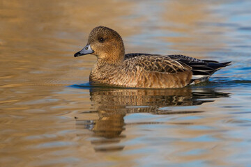 Smient; Eurasian Wigeon; Anas penelope