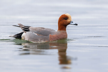 Smient, Eurasian Wigeon; Anas penelope