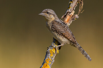 Draaihals; Eurasian Wryneck; Jynx torquilla