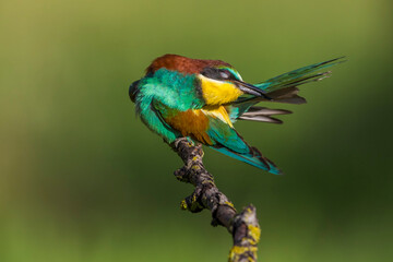 Bijeneter; Bee-eater; Merops apiaster