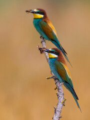 Bijeneter, European Bee-eater, Merops apiaster