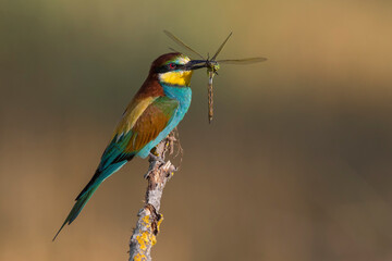 Bijeneter, European Bee-eater, Merops apiaster