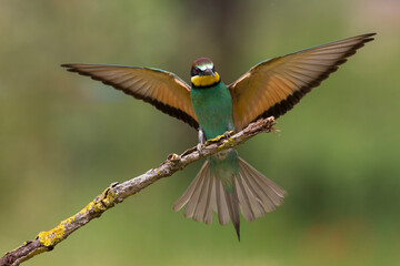 Bijeneter, European Bee-eater, Merops apiaster