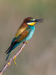 Bijeneter, European Bee-eater, Merops apiaster