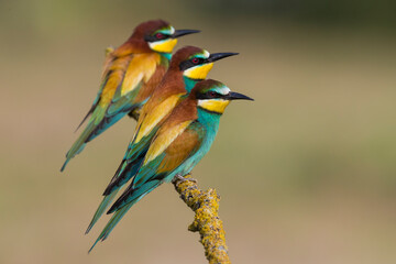 Bijeneter; Bee-eater; Merops apiaster