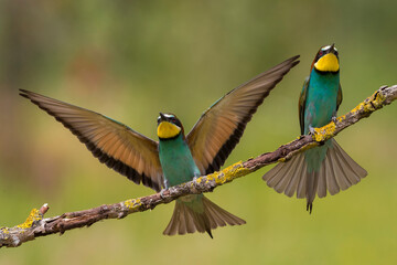Bijeneter, European Bee-eater, Merops apiaster