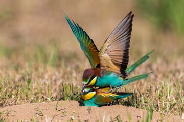 Bijeneter; Bee-eater; Merops apiaster