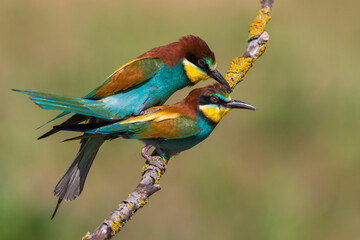 Bijeneter; Bee-eater; Merops apiaster