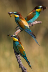 Bijeneter, European Bee-eater, Merops apiaster