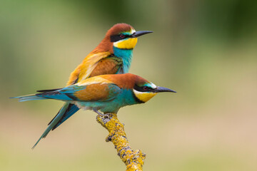 Bijeneter; Bee-eater; Merops apiaster