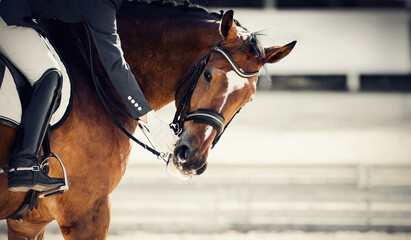 Equestrian sport. Encouraging the horse with yummy food.