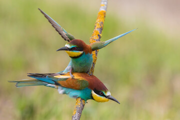 Bijeneter; Bee-eater; Merops apiaster