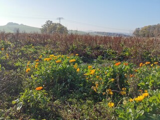 Ringelblumen blühen auf einem Feld im November